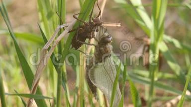 蜻蜓的诞生。 一只蜻蜓刚刚从幼虫的皮肤中出现，正在等待翅膀的膨胀和干燥。 4K